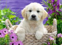 RAVENSBURGER 14829 Puzzle Süßer Golden Retriever 500 Teile