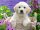 RAVENSBURGER 14829 Puzzle Süßer Golden Retriever 500 Teile