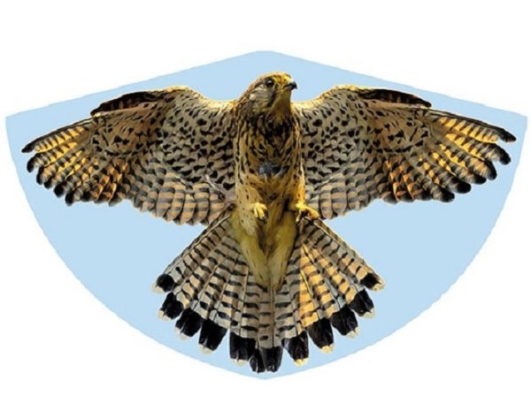GUENTHER 1230 - Drachen Falke