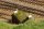 AUHAGEN Prellbock Holz 41665 Spur H0