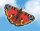 GUENTHER 1103 Drachen Pfauenauge