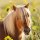 RAVENSBURGER 08011 Kinderpuzzle Liebe Pferde
