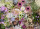 RAVENSBURGER 17389 Puzzle Prachtvolle Blumenliebe 1000 Teile