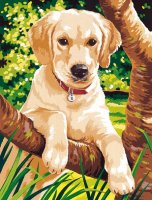 MAMMUT Malen nach Zahlen Motiv Junger Hund 105010