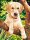 MAMMUT Malen nach Zahlen Motiv Junger Hund 105010